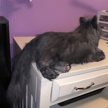 Cuddle Clones - Pet Stores Near Me - Akron, Ohio Cuddle Clones - Pet Stores Near Me - Akron, Ohio