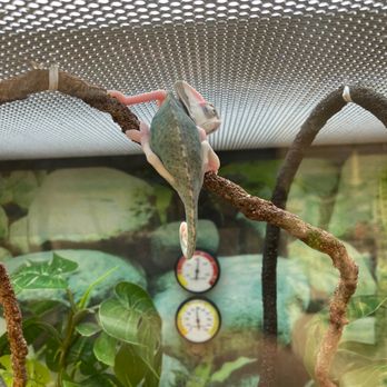 Petco - Chameleon chillin - Pet Stores Near Me - La Mesa, California Petco - Chameleon chillin - Pet Stores Near Me - La Mesa, California