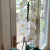 Flowerama gift card