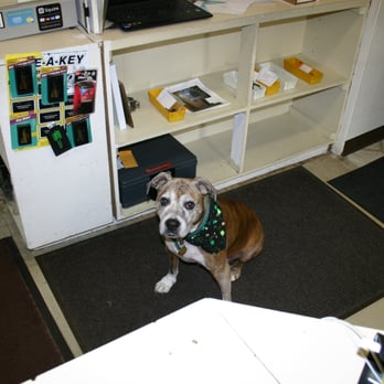 PHS Locksmiths - Lizzy, Part-Time K9 Greeter - Keys & Locksmiths Near Me - Oak Park, Illinois PHS Locksmiths - Lizzy, Part-Time K9 Greeter - Keys & Locksmiths Near Me - Oak Park, Illinois