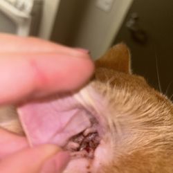 Rosemead Animal Hospital
