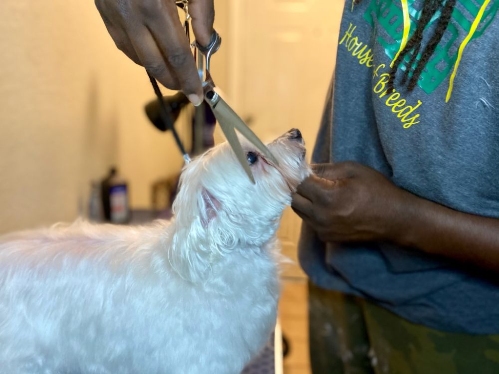 House of Breeds - pet boarding facility in Alafaya, FL
