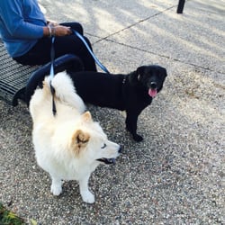 Fish Creek Linear Park - Out walking the dogs at Fish Creek!
