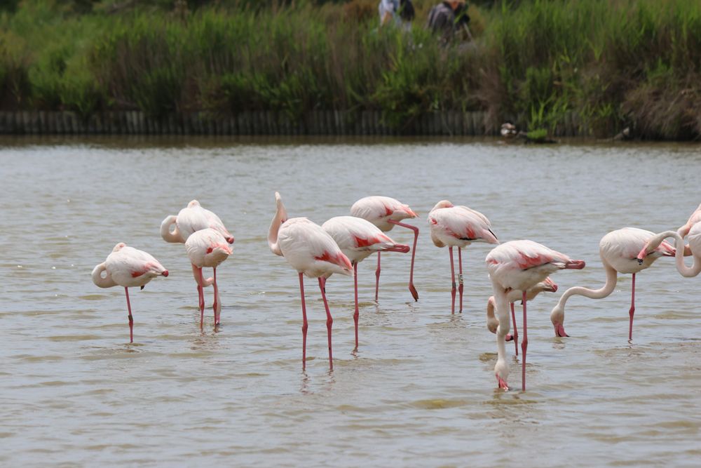 Parc Ornithologique de Pont de Gau