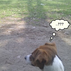 Hundewiese Elbpark Entenwerder