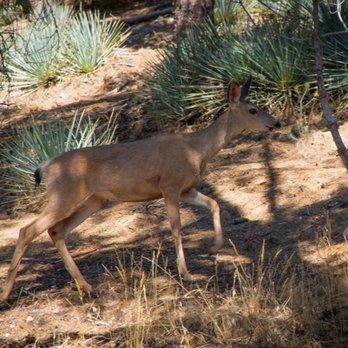 Pine Mountain Club - PMC locals. - Public Services & Government Near Me - Frazier Park, California