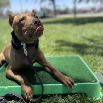 Gallardo’s K9’s - Pet Boarding Near Me - Apple Valley, California Gallardo’s K9’s - Pet Boarding Near Me - Apple Valley, California