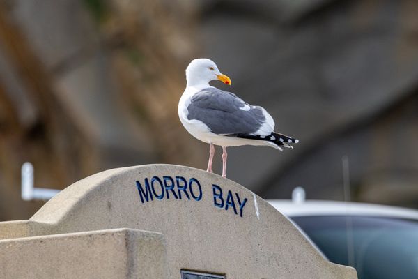 Morro Rock Beach by null