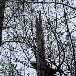 Cherry Hill Park - Woodpecker in tree