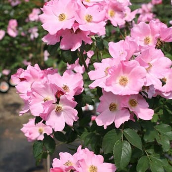 Romence Garden - Nurseries & Gardening Near Me - Portage, Michigan Romence Garden - Nurseries & Gardening Near Me - Portage, Michigan