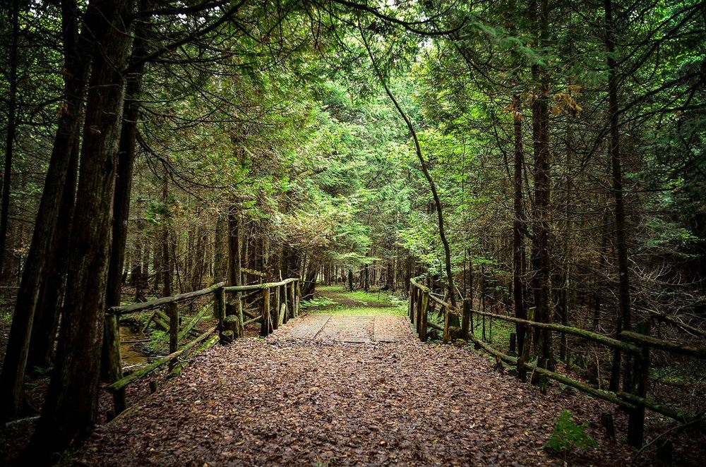 Huron Forest Camp Cedar Ridge Logo