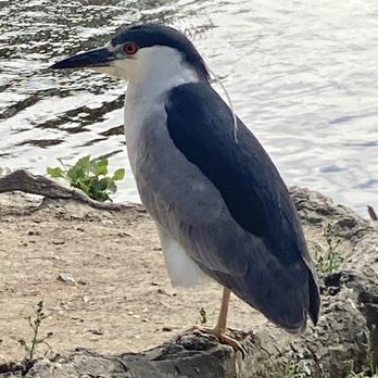 Buena Vista Park - Blue heron - Parks Near Me - Vista, California