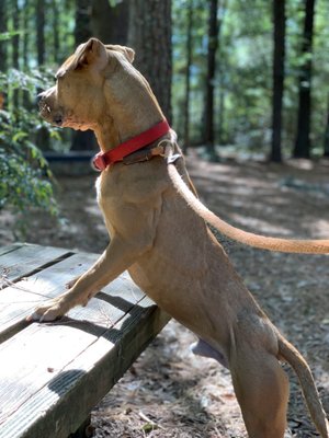 PAWS Atlanta by null