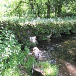 Bradford River Walk / Limestone Way - Going for a bath