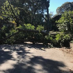 Genesis Tree Care - Emergency storm damage and tree removal services.
