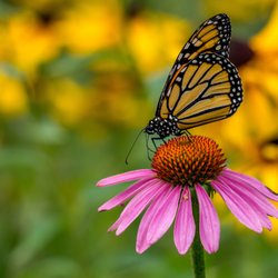 Knollwood Garden Center and Landscaping