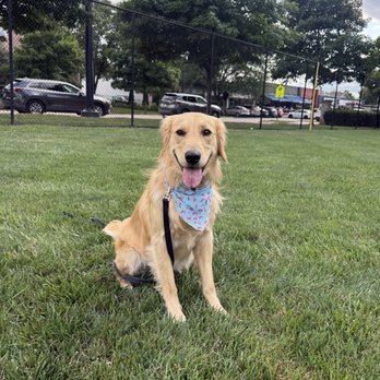Tranquil Pax Dog Training - Pet Training Near Me Tranquil Pax Dog Training - Pet Training Near Me