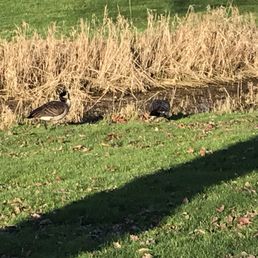 Geese at the park.