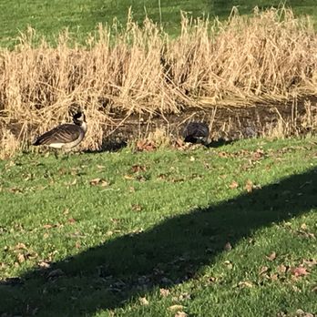 Marymoor Park - Geese at the park. - Parks Near Me - Redmond, Washington
