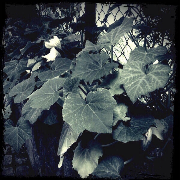 Záhrada Café Therapy