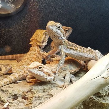 PetSmart Grooming - I want to take them all home - Pet Training Near Me - Santa Rosa, California