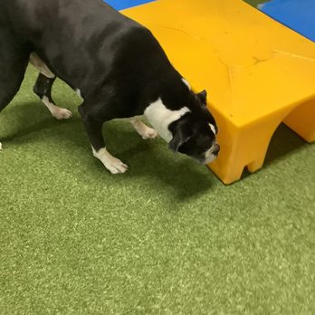 Henderson Pet Resort - Pet Training Near Me - Henderson, Nevada Henderson Pet Resort - Pet Training Near Me - Henderson, Nevada