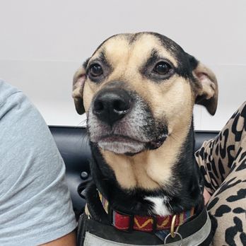 VEG ER for Pets - Lilah waiting to be seen - Emergency Pet Hospital Near Me - Chicago, Illinois VEG ER for Pets - Lilah waiting to be seen - Emergency Pet Hospital Near Me - Chicago, Illinois