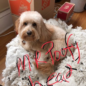 Bubbly Paws - My very fluffy miniature Goldendoodle after a full service bath with Jordyn. - Pet Groomers Near Me - Saint Paul, Minnesota Bubbly Paws - My very fluffy miniature Goldendoodle after a full service bath with Jordyn. - Pet Groomers Near Me - Saint Paul, Minnesota