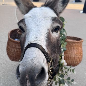Kalahari Resorts - The Burro named Heartbreak. So cute! - Resorts Near Me - Round Rock, Texas