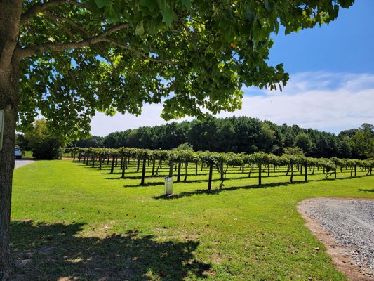 A Secret Garden Winery by null