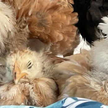 Pick A Chick - Baby chicks - Livestock Feed & Supply Near Me - Cortlandt, New York