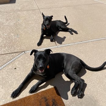 Gibson's Canine Classroom - Koa and Kailani - Pet Training Near Me - Las Vegas, Nevada