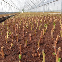 Krieger's Wholesale Nursery