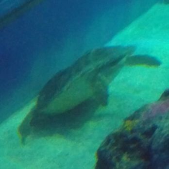 Mississippi Aquarium - Aquariums Near Me - Gulfport, Mississippi