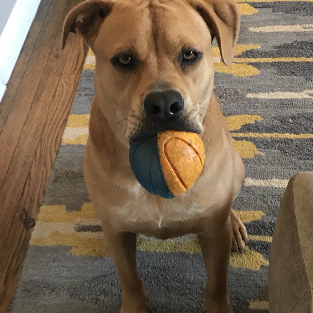 Wag Hotels - Carson - Pet Training Near Me - Carson, California Wag Hotels - Carson - Pet Training Near Me - Carson, California