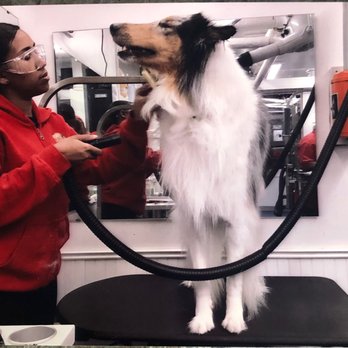 Walter's Pet Styles - Kluge looks happy during his blow dry. - Pet Groomers Near Me - New York, New York Walter's Pet Styles - Kluge looks happy during his blow dry. - Pet Groomers Near Me - New York, New York