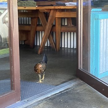 Kono's Northshore - Chicken was sneaking into restaurant - Sandwiches Near Me - Kailua, Hawaii Kono's Northshore - Chicken was sneaking into restaurant - Sandwiches Near Me - Kailua, Hawaii