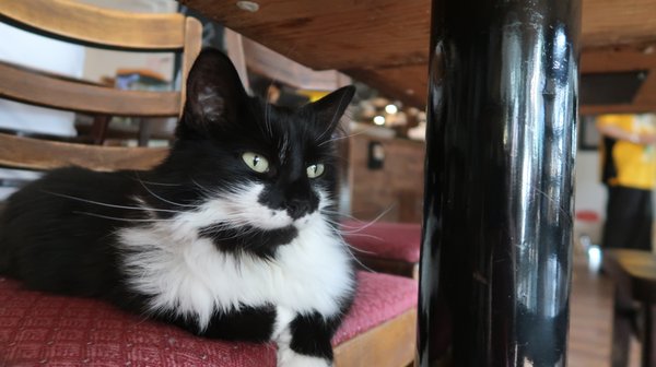 Happy Cat Cafe by null
