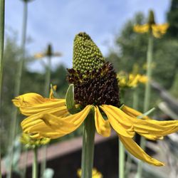 South Carolina Botanical Garden