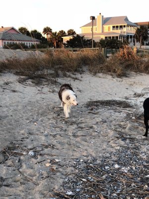 Edisto Beach State Park by null