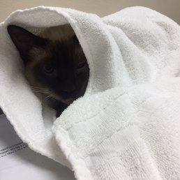 Poor terrified Zuko. They were nice enough to offer a pheromone covered towel to calm him a bit. Poor terrified Zuko. They were nice enough to offer a pheromone covered towel to calm him a bit.