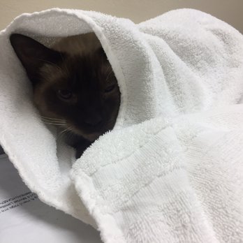 Concord Veterinary Hospital - Poor terrified Zuko. They were nice enough to offer a pheromone covered towel to calm him a bit. - Veterinarians Near Me - Farragut, Tennessee Concord Veterinary Hospital - Poor terrified Zuko. They were nice enough to offer a pheromone covered towel to calm him a bit. - Veterinarians Near Me - Farragut, Tennessee