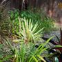Prende Landscaping