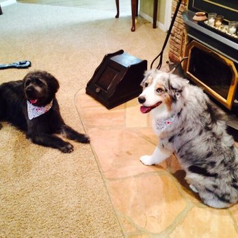 Doggy Details - Dogs - Pet Groomers Near Me Doggy Details - Dogs - Pet Groomers Near Me
