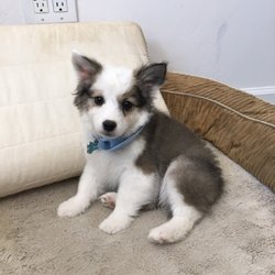 Cc's Pet Salon - CC's left my baby looking adorable