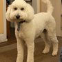 Photo of Look No Further Mobile Pet Salon