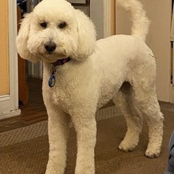 Look No Further Mobile Pet Salon - Happy dog a few days after a wonderful grooming! The hair is out of her eyes!