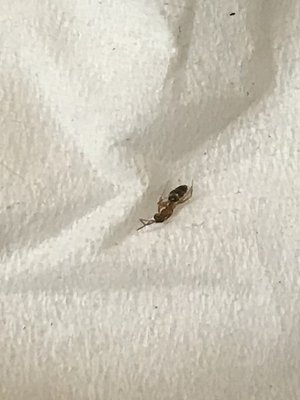 La Cocinita Mexican Restaurant by null