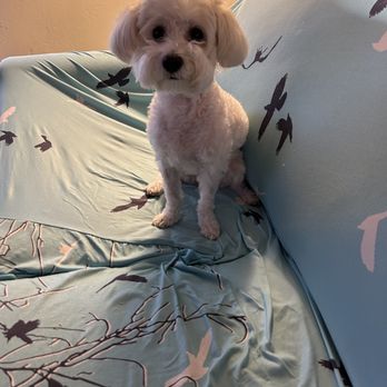 Magic Pet Spa - The second time, so ugly - Pet Groomers Near Me - Irvine, California Magic Pet Spa - The second time, so ugly - Pet Groomers Near Me - Irvine, California