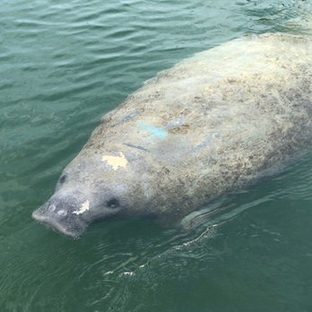 Paddle The Florida Keys - Manatee - Rafting/Kayaking Near Me - Tavernier, Florida Paddle The Florida Keys - Manatee - Rafting/Kayaking Near Me - Tavernier, Florida